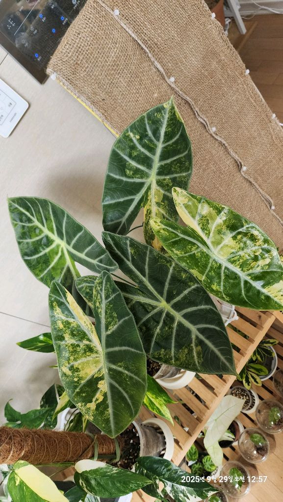 왓소니아 글로시 옐로우 바리에가타 자구모종 이미지