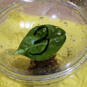 왓소니아 글로시 옐로우 바리에가타 자구모종 이미지