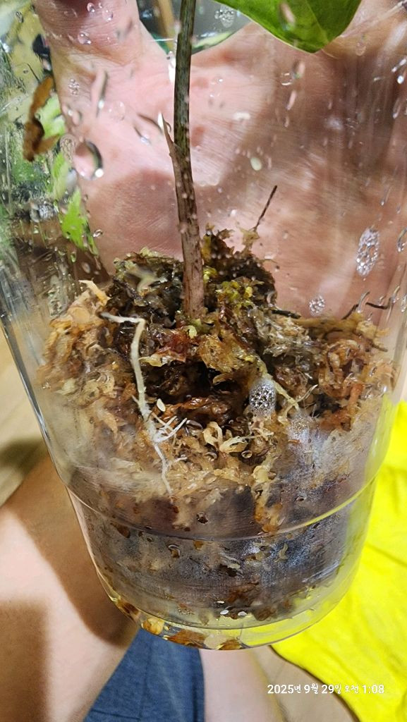 왓소니아 글로시 옐로우 바리에가타 자구모종 이미지