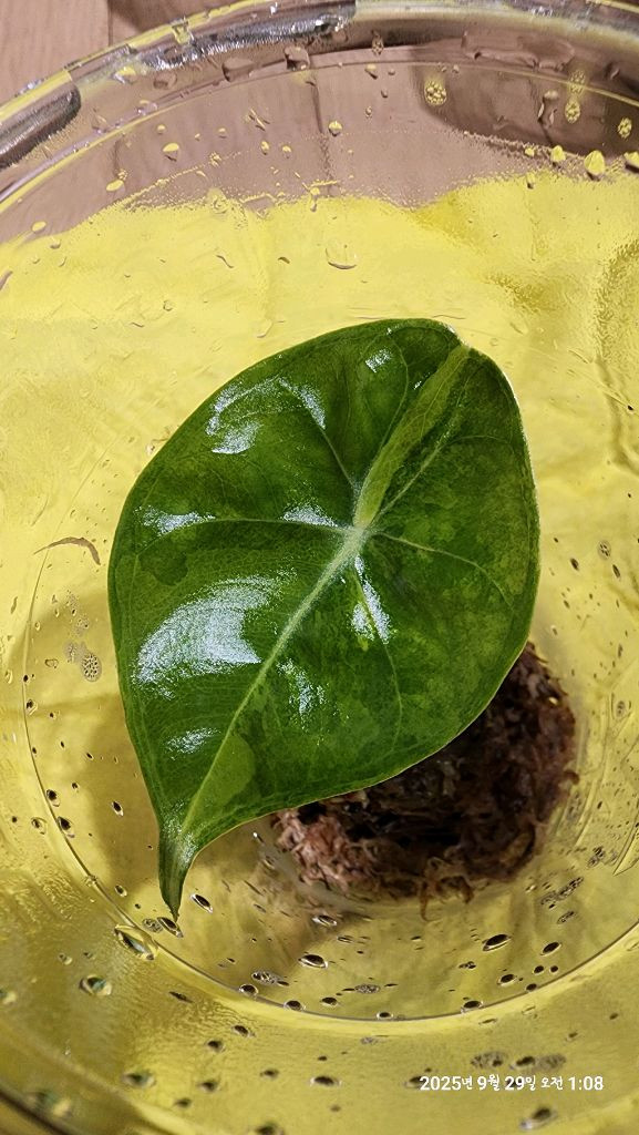 왓소니아 글로시 옐로우 바리에가타 자구모종 이미지