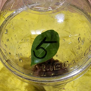 왓소니아 글로시 옐로우 바리에가타 자구모종 이미지