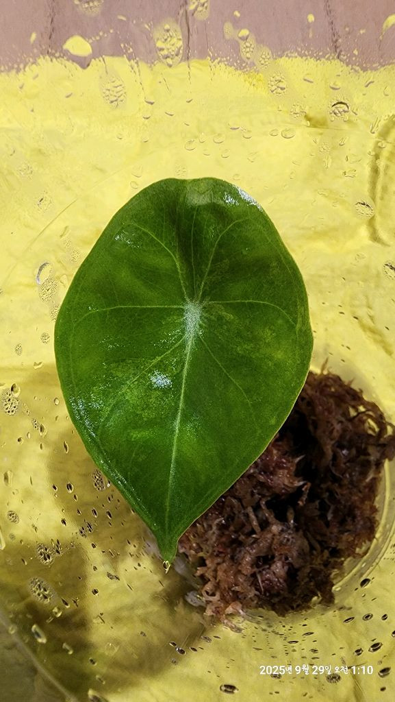 왓소니아 글로시 옐로우 바리에가타 자구모종 이미지