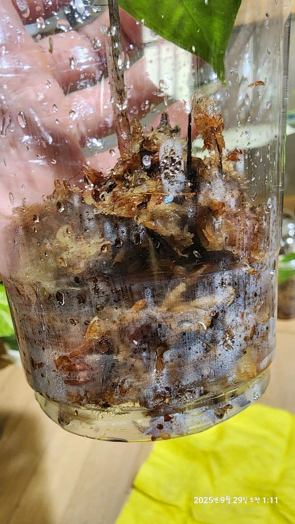 왓소니아 글로시 옐로우 바리에가타 자구모종 이미지