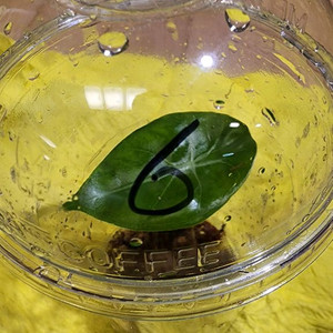 왓소니아 글로시 옐로우 바리에가타 자구모종 이미지