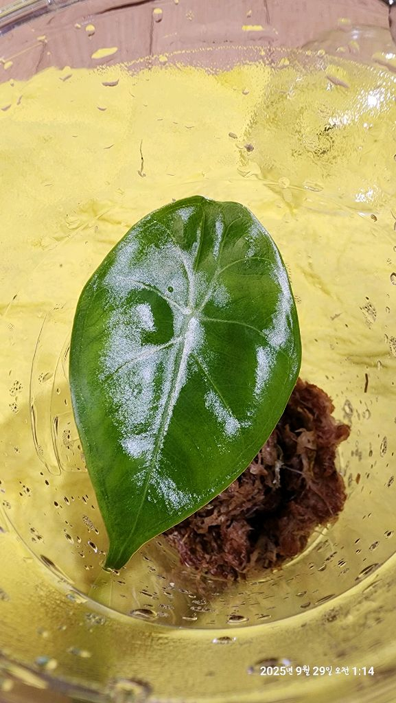 왓소니아 글로시 옐로우 바리에가타 자구모종 이미지