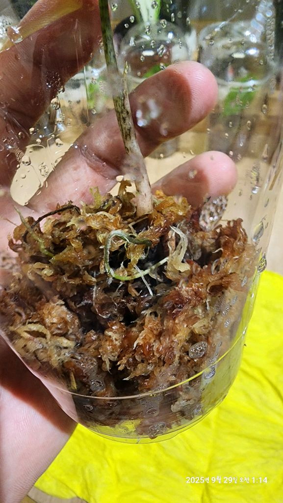 왓소니아 글로시 옐로우 바리에가타 자구모종 이미지