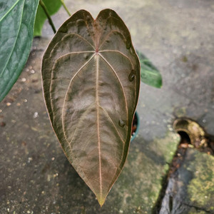 안스리움 럭셔리 포게티