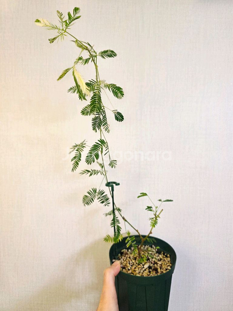 미모사 화이트 바리에가타--0