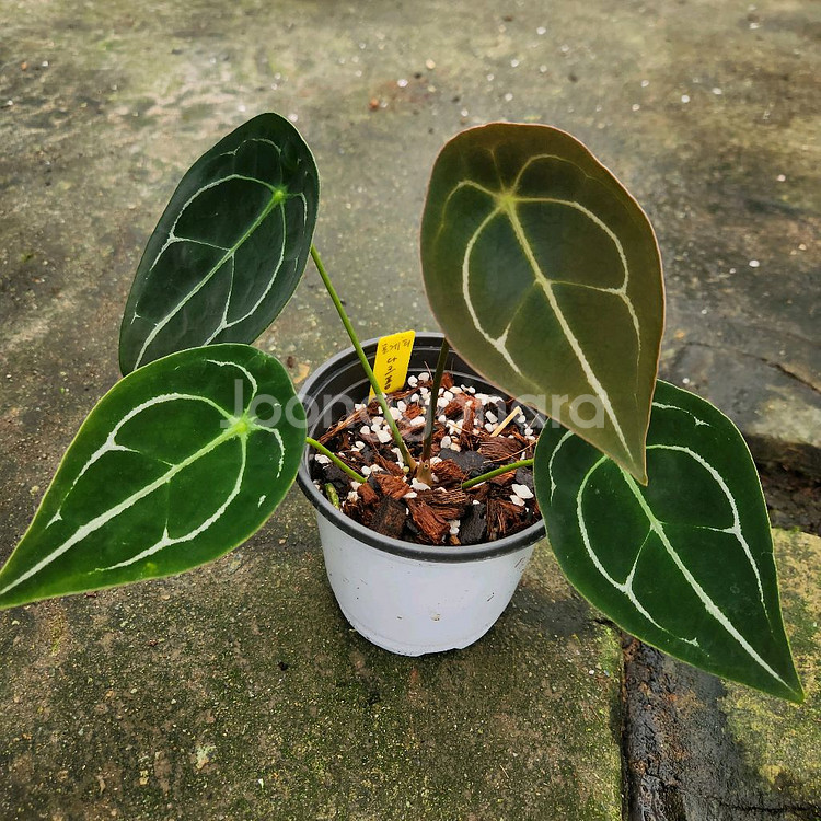 안스리움 포게티 다크폼--0