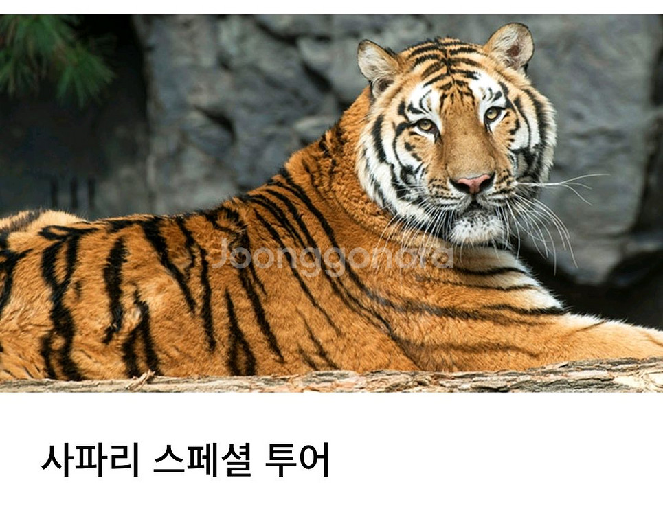 에버랜드 사파리 로스트밸리 스페셜투어 팝니다--0