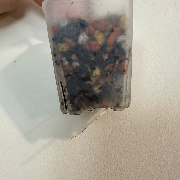 알로카시아 유카탄 핑크 바리에가타--1