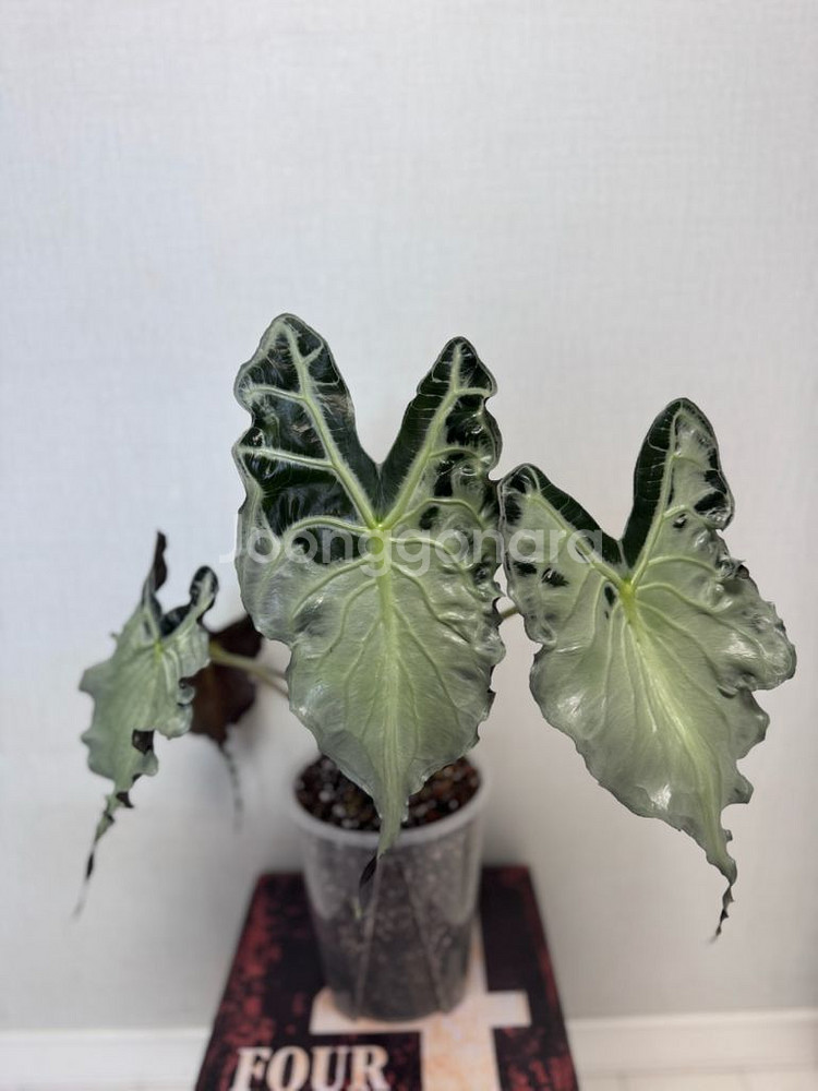 알로카시아 베놈 대품--0