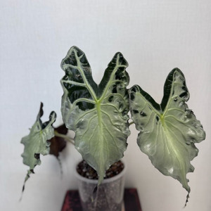 알로카시아 베놈 대품