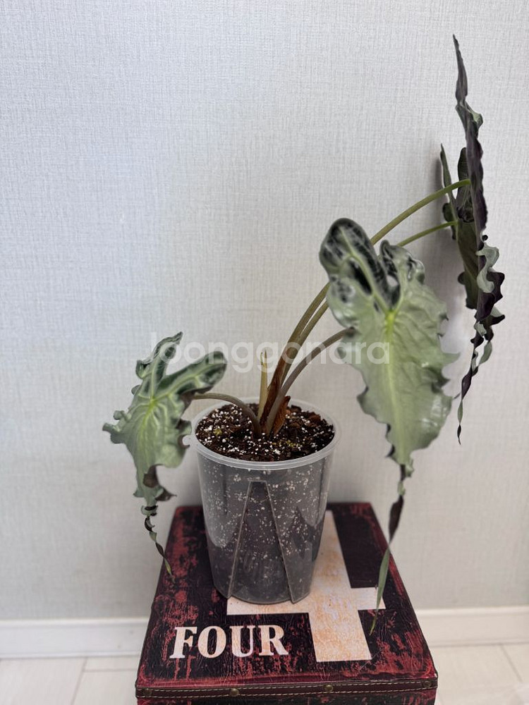 알로카시아 베놈 대품--1