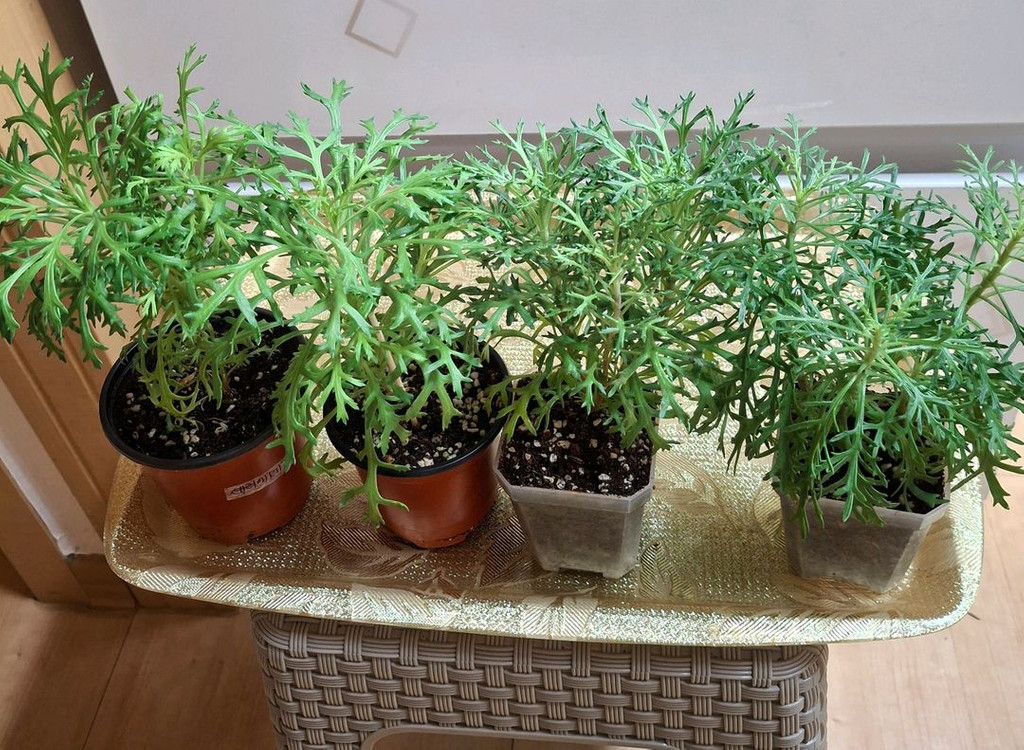 일본목마가렛 셰리에메일 4포트--2