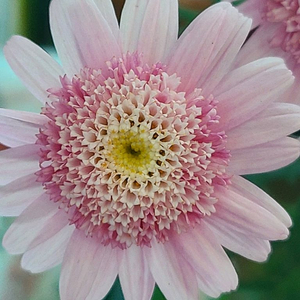 일본목마가렛 셰리에메일 4포트