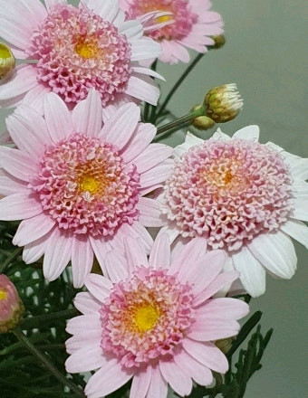 일본목마가렛 셰리에메일 4포트--1