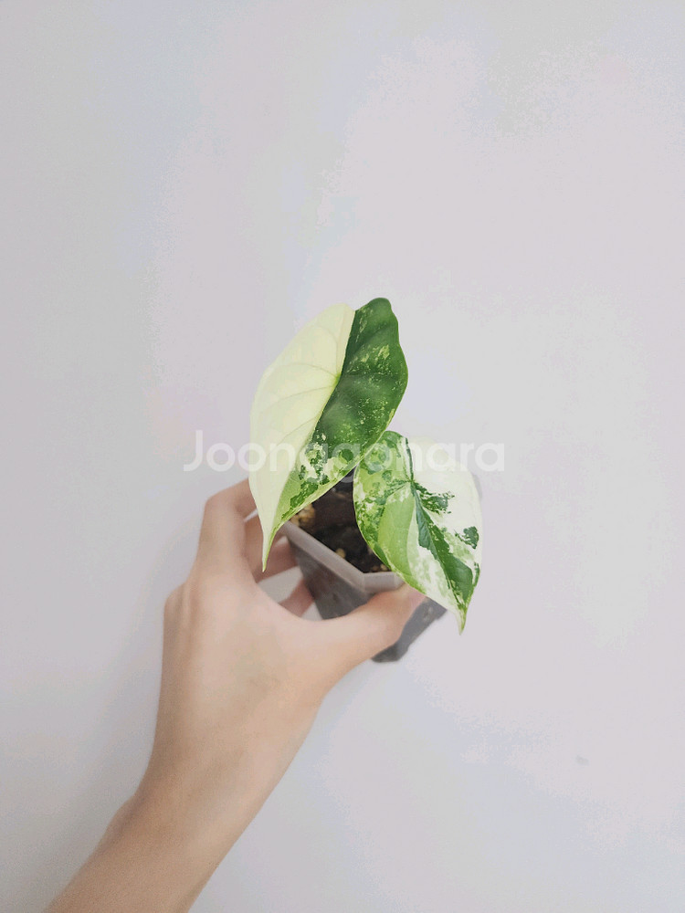 알로카시아 드레곤 스케일 바리에가타--0