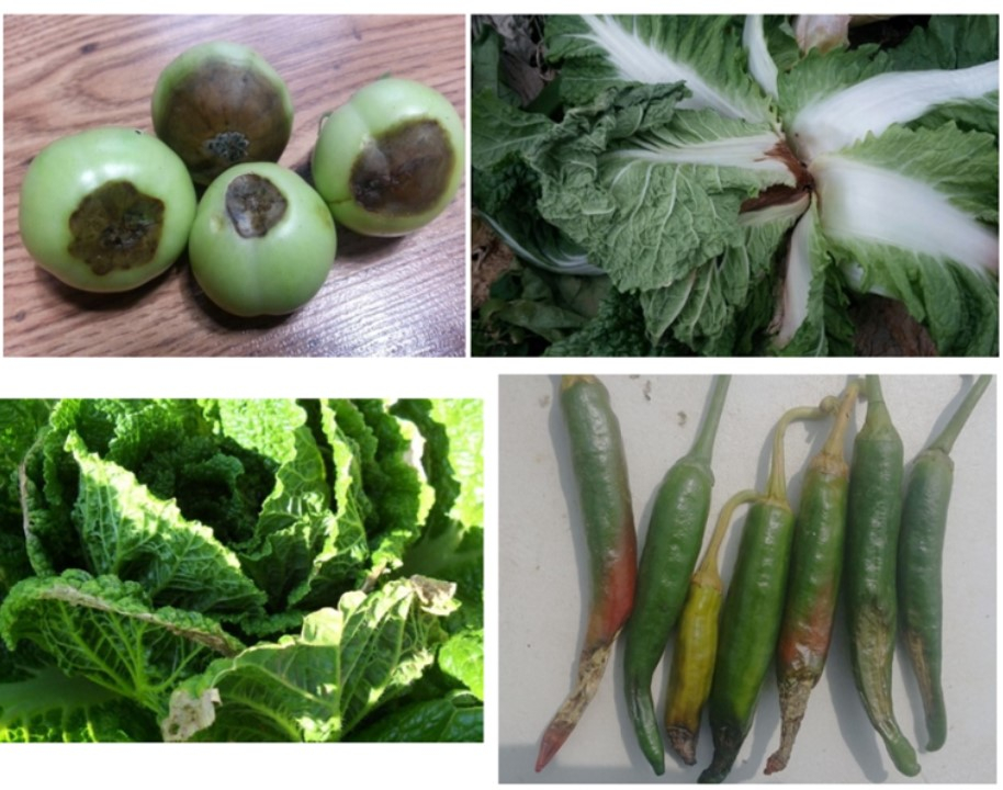 (주말농장,텃밭)칼슘식물영양제(고추,토마토,배추등) 5--1