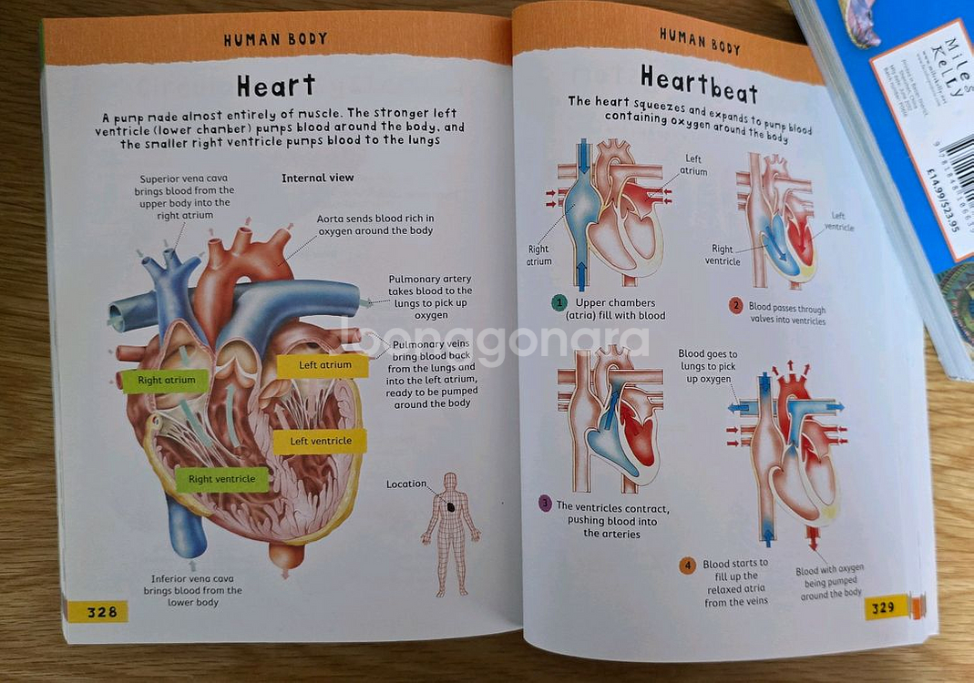 Junior Picture Dictionary--3