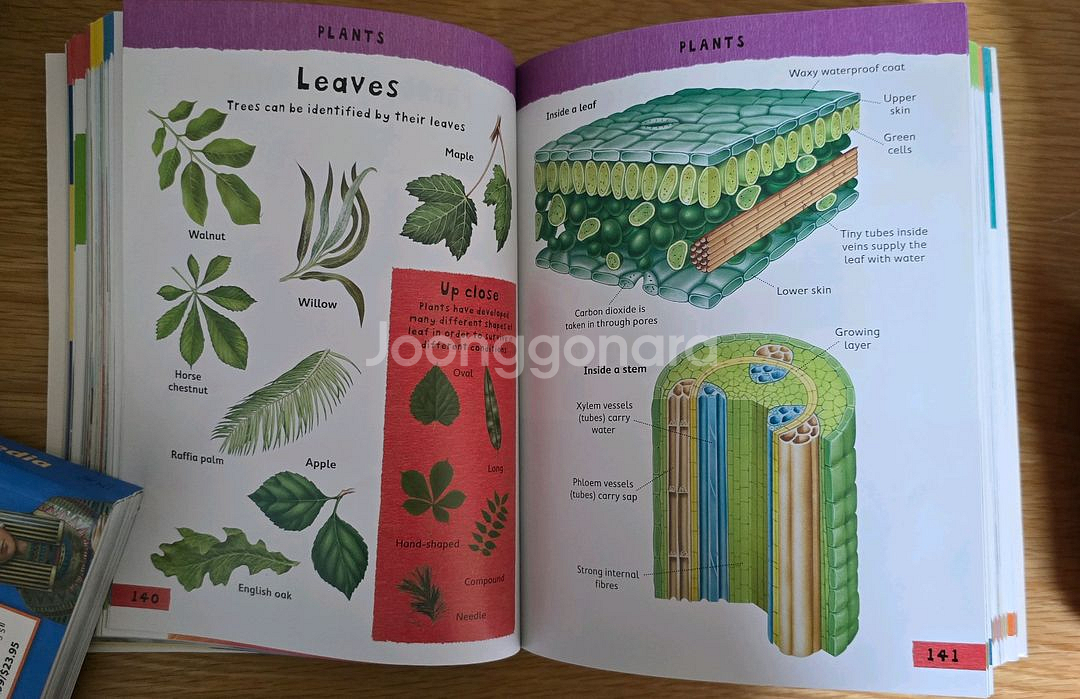 Junior Picture Dictionary--2