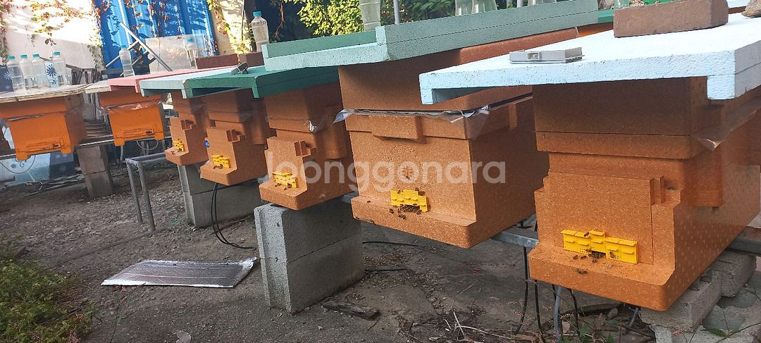 양봉 분양 , 토종벌분양(5~8매)--3