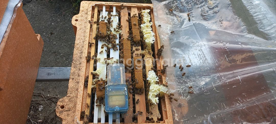 양봉 분양 , 토종벌분양(5~8매)--4