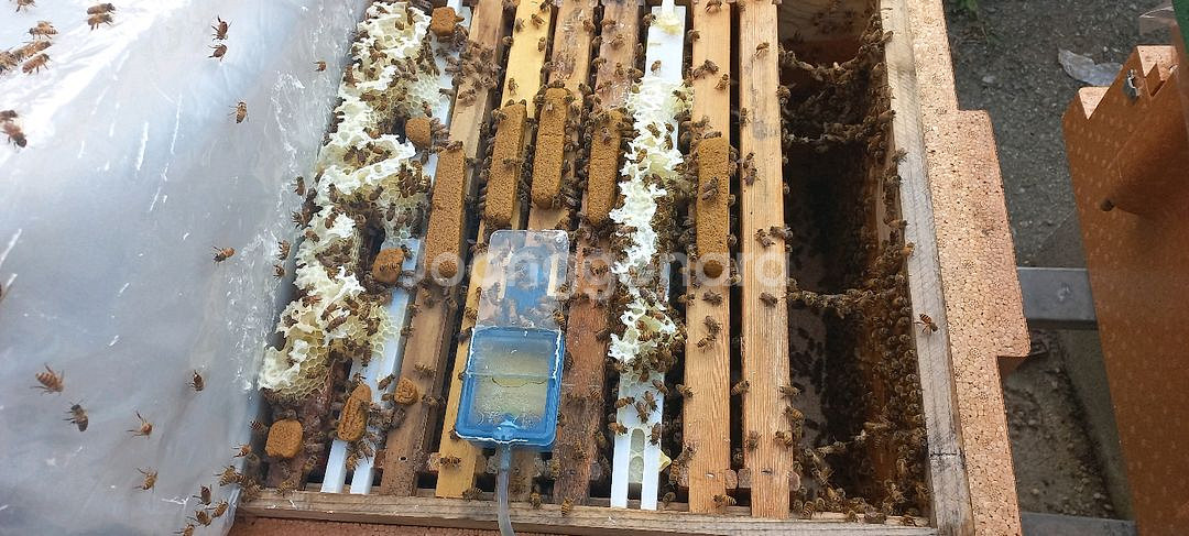 양봉 분양 , 토종벌분양(5~8매)--5