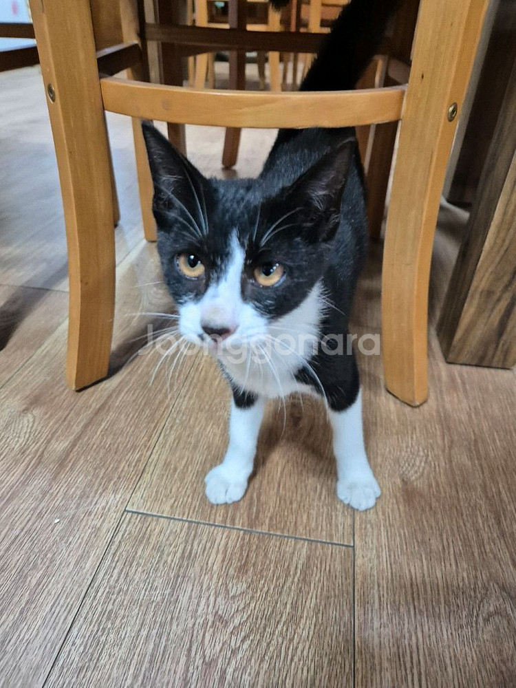 아기고양이 분양--0