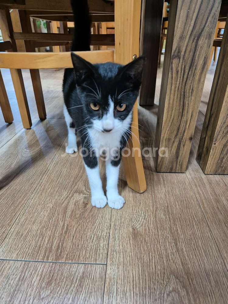 아기고양이 분양--1