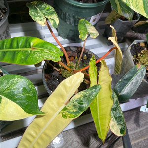 필로덴드론 빌리에티에 바리에가타