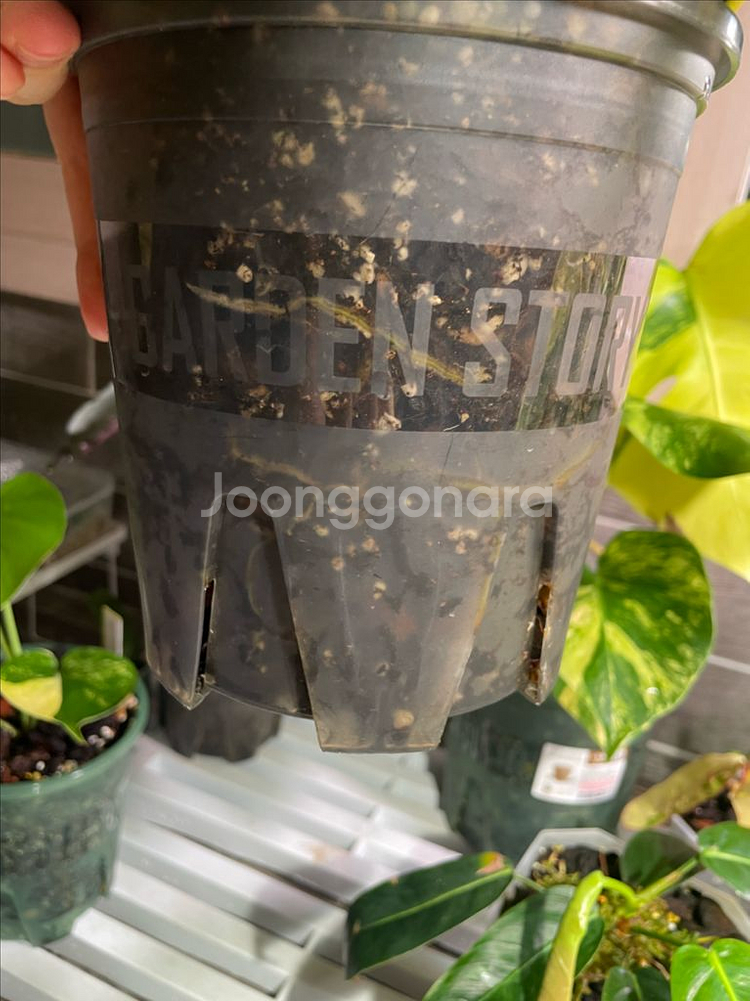 필로덴드론 빌리에티에 바리에가타--2