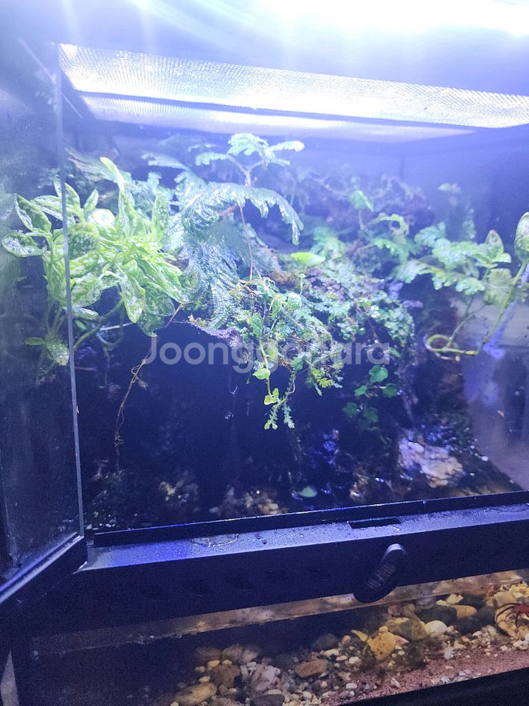 두갈래 계곡물 팔루다리움 사육장--3