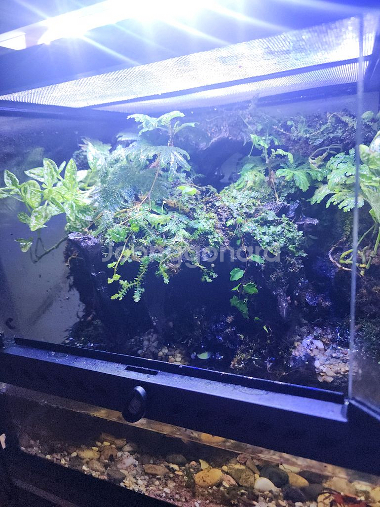 두갈래 계곡물 팔루다리움 사육장--2