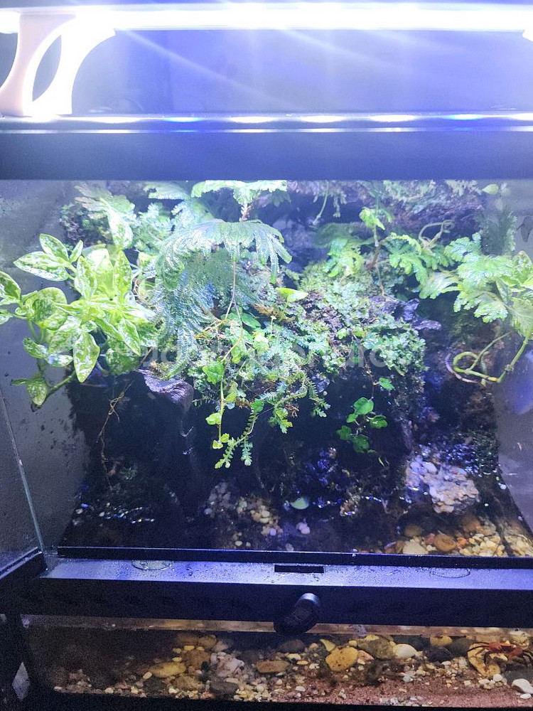 두갈래 계곡물 팔루다리움 사육장--0