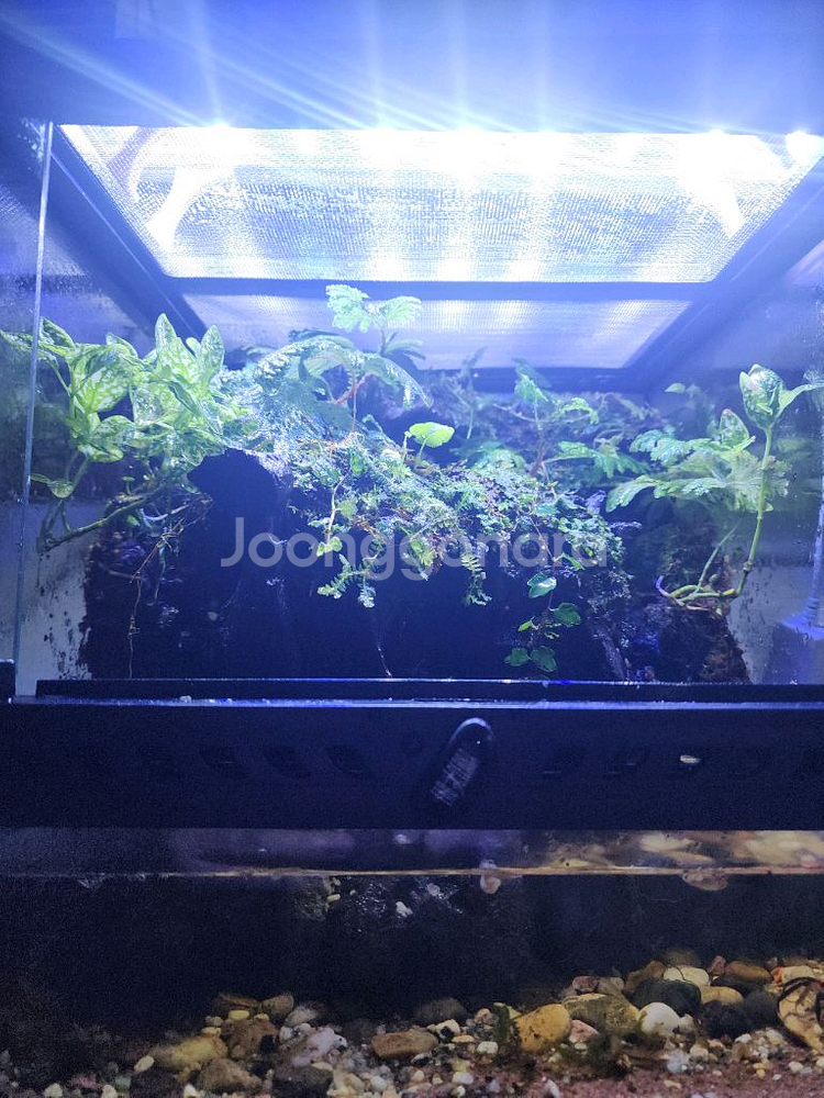 두갈래 계곡물 팔루다리움 사육장--1