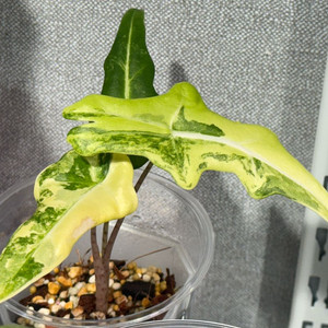 무늬천재 포르테이 바리에가타 뿌리가득