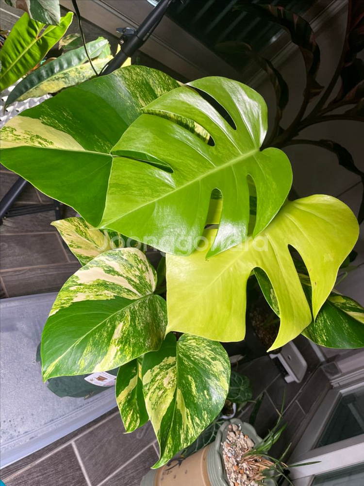 옐로우 몬스테라--0