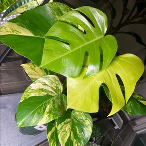 옐로우 몬스테라