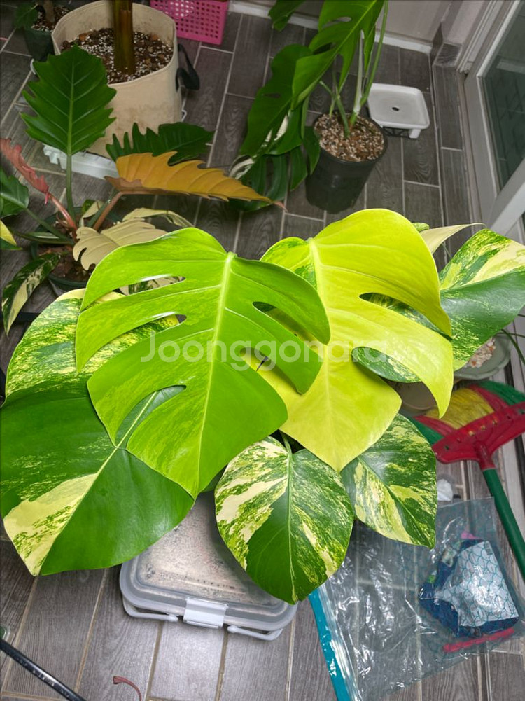 옐로우 몬스테라--1