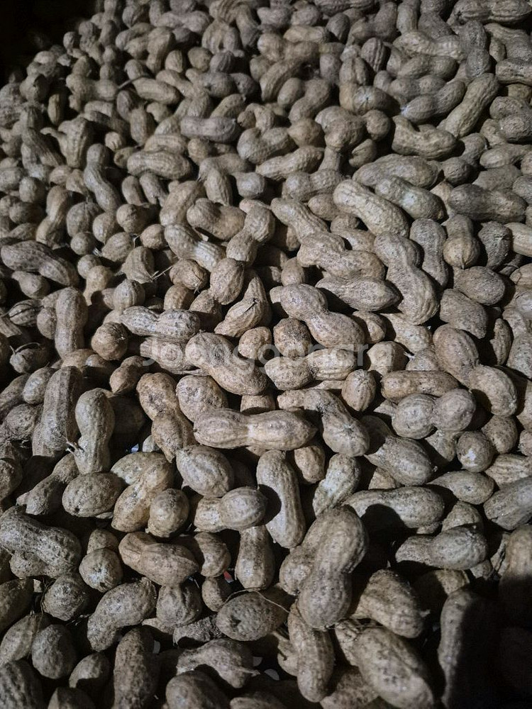 햇 피땅콩 5키로--0