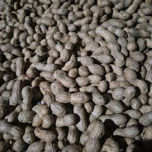 햇 피땅콩 5키로