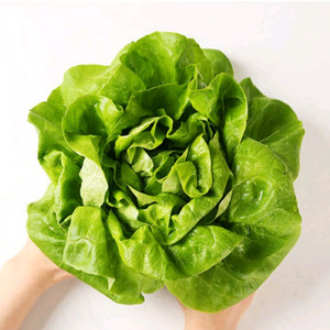유럽 샐러드 상추 채소 3~4종 1kg