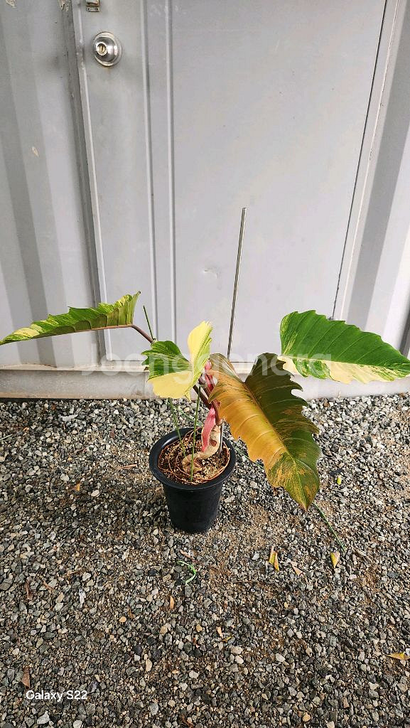 필로덴드론 카라멜마블--0