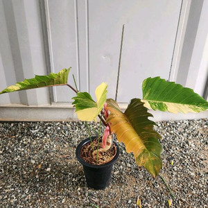 필로덴드론 카라멜마블