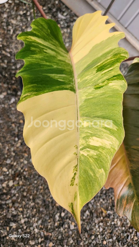 필로덴드론 카라멜마블--3