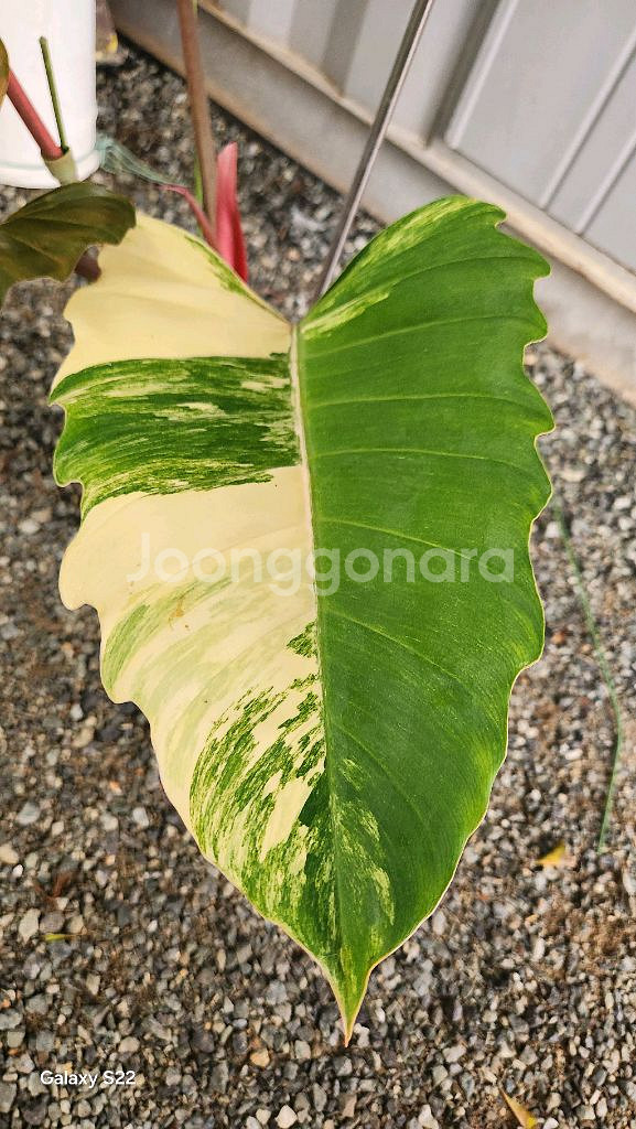 필로덴드론 카라멜마블--1