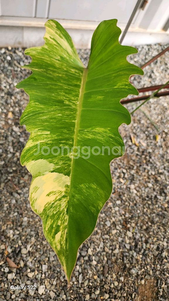 필로덴드론 카라멜마블--4