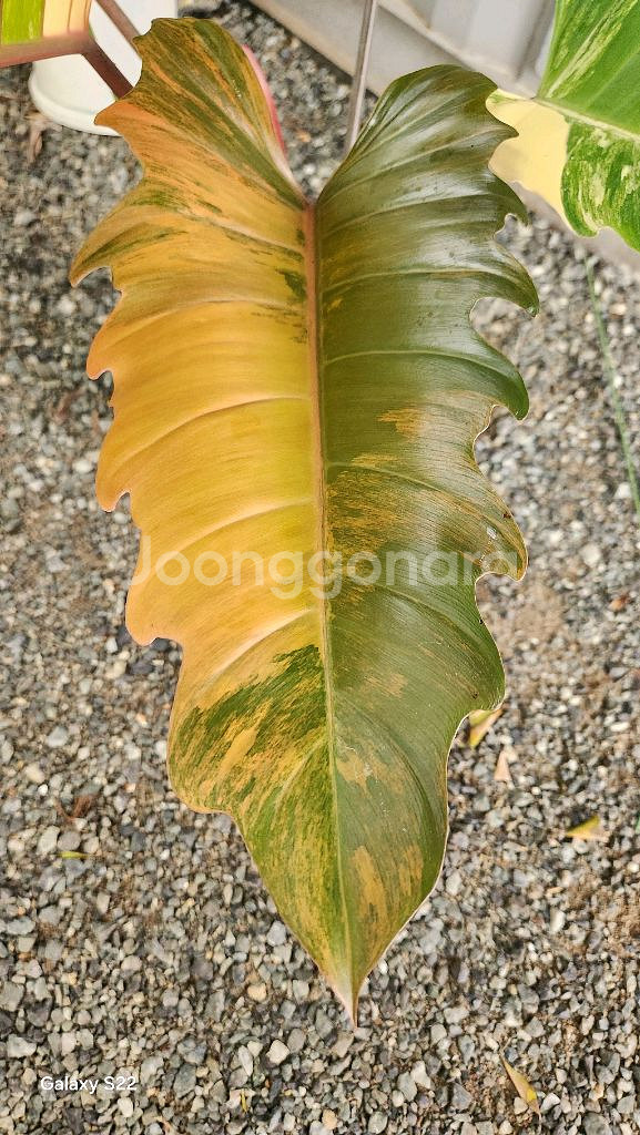 필로덴드론 카라멜마블--2