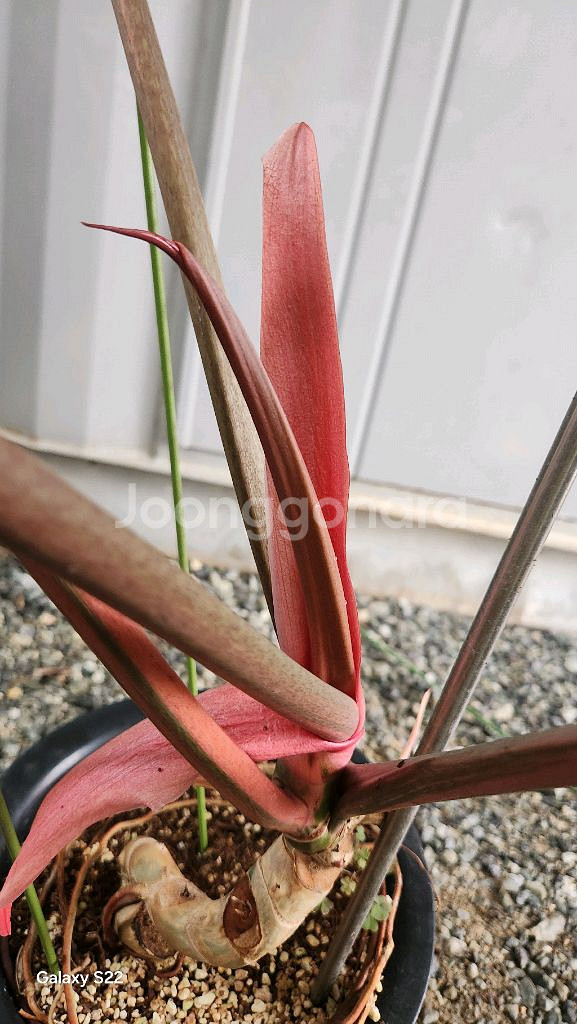 필로덴드론 카라멜마블--5